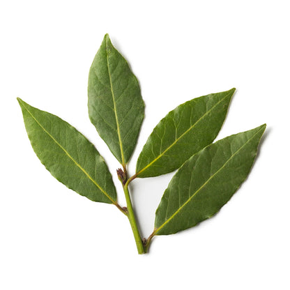 Ravensara essential oil AKARZ Top Brand body face skin care spa message fragrance lamp Aromatherapy Ravensara oil