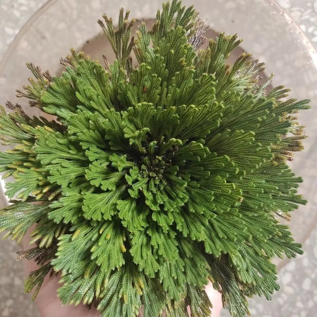 Natural Big Jericho Rose Dried Selaginella Tamariscina Balls Diy Resin Jewelry Crafts Candle Making Home Garden Livingroom Decor