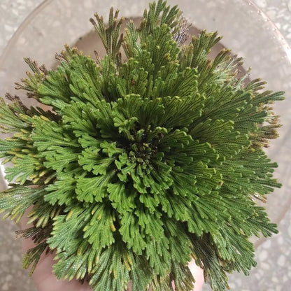 Natural Big Jericho Rose Dried Selaginella Tamariscina Balls Diy Resin Jewelry Crafts Candle Making Home Garden Livingroom Decor