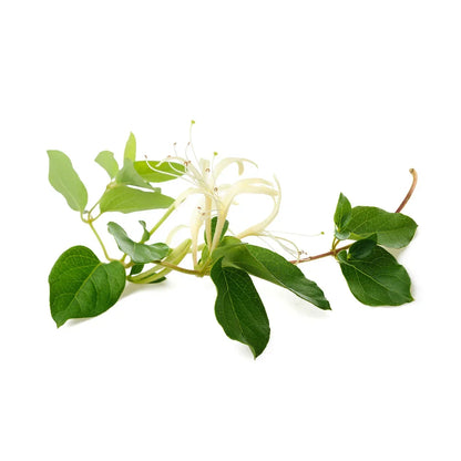 Honeysuckle essential oil AKARZ Top Brand body face skin care spa message fragrance lamp Aromatherapy Honeysuckle oil