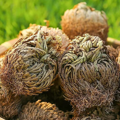 Natural Big Jericho Rose Dried Selaginella Tamariscina Balls Diy Resin Jewelry Crafts Candle Making Home Garden Livingroom Decor