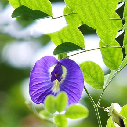 2024 Natural Clitoria Terna Dried Flowers Blue Butterfly Orchid Pea Beauty Making Cocktails DIY Wedding Party Decoration Tea Pot