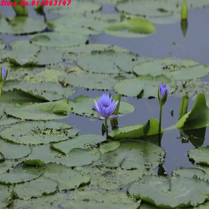 Top Natural Lotus Blossom Fragrant Dried Flowers Bath Whitening Beauty Soap Candle Making Outdoor Decor Homemade Room Fragrance