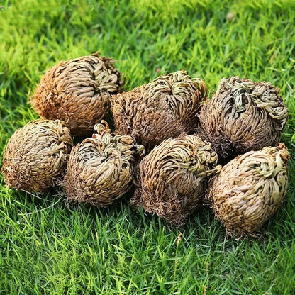 Natural Big Jericho Rose Dried Selaginella Tamariscina Balls Diy Resin Jewelry Crafts Candle Making Home Garden Livingroom Decor